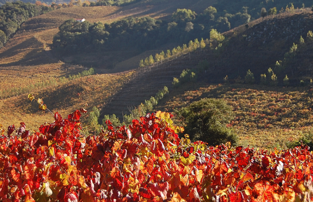 Vale dos Vinhedos